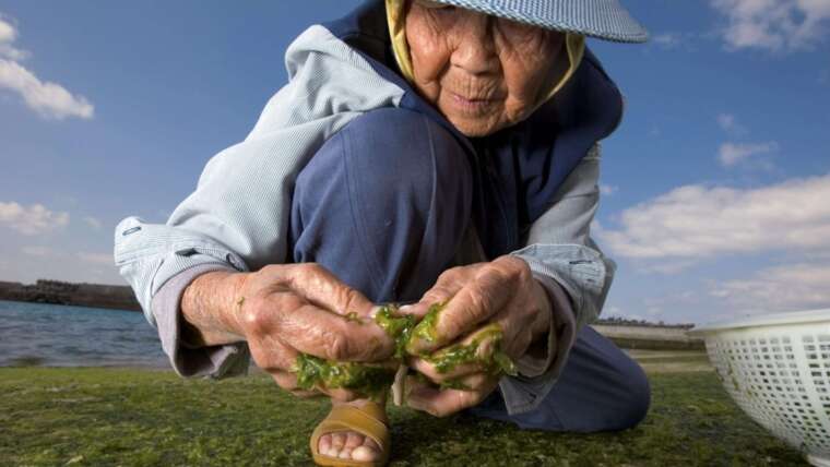 OKINAWA: O TERRENO DO SEGREDO DOS CENTENÁRIOS – PARTE 2/2